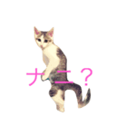 我が家の猫の気持ちスタンプ（個別スタンプ：2）