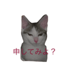 我が家の猫の気持ちスタンプ（個別スタンプ：3）