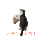 我が家の猫の気持ちスタンプ（個別スタンプ：6）