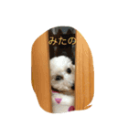 スタイルワン（個別スタンプ：5）