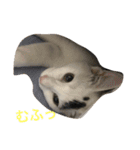 マロの日常（個別スタンプ：8）