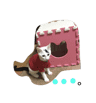 マロの日常（個別スタンプ：10）