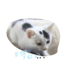 マロの日常（個別スタンプ：14）