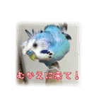 インコの森 2。（個別スタンプ：1）