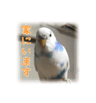 インコの森 2。（個別スタンプ：5）