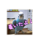 インコの森 2。（個別スタンプ：7）