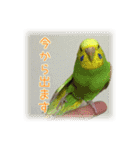 インコの森 2。（個別スタンプ：8）