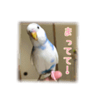 インコの森 2。（個別スタンプ：9）