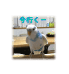 インコの森 2。（個別スタンプ：11）