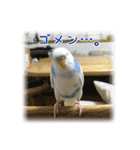 インコの森 2。（個別スタンプ：12）