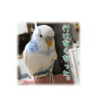 インコの森 2。（個別スタンプ：13）