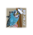 インコの森 2。（個別スタンプ：15）