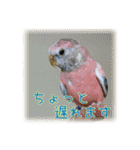 インコの森 2。（個別スタンプ：16）