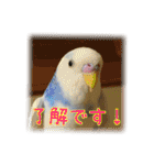 インコの森 2。（個別スタンプ：17）