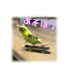 インコの森 2。（個別スタンプ：18）