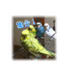 インコの森 2。（個別スタンプ：19）