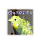 インコの森 2。（個別スタンプ：20）