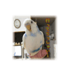 インコの森 2。（個別スタンプ：21）