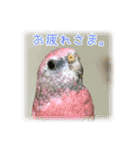 インコの森 2。（個別スタンプ：22）