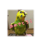 インコの森 2。（個別スタンプ：23）