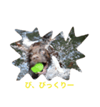 イングリッシュコッカーとスプリンガー2（個別スタンプ：9）