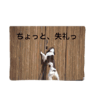 イングリッシュコッカーとスプリンガー2（個別スタンプ：11）