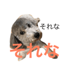 yukigomamisha（個別スタンプ：2）