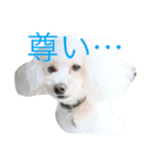 yukigomamisha（個別スタンプ：3）