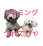 yukigomamisha（個別スタンプ：4）