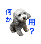 yukigomamisha（個別スタンプ：8）