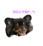 dogs＆cat.lovely（個別スタンプ：1）