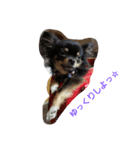 dogs＆cat.lovely（個別スタンプ：3）