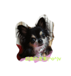 dogs＆cat.lovely（個別スタンプ：5）