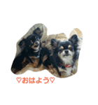 dogs＆cat.lovely（個別スタンプ：7）