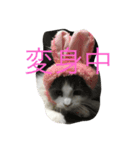 かわいいのえーる（個別スタンプ：1）
