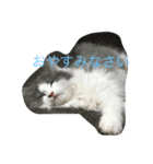 かわいいのえーる（個別スタンプ：2）