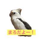 オレのとり（個別スタンプ：1）