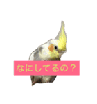 オレのとり（個別スタンプ：2）