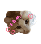 しふぉんさん（個別スタンプ：3）