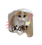 しふぉんさん（個別スタンプ：5）