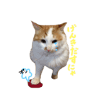 しふぉんさん（個別スタンプ：10）