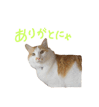 しふぉんさん（個別スタンプ：11）