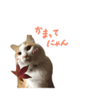 しふぉんさん（個別スタンプ：12）
