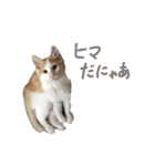 しふぉんさん（個別スタンプ：13）