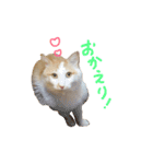 しふぉんさん（個別スタンプ：17）