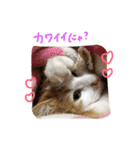 しふぉんさん（個別スタンプ：23）