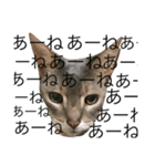 猫のよしおさん（個別スタンプ：1）