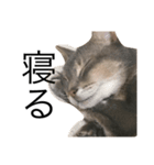 猫のよしおさん（個別スタンプ：3）
