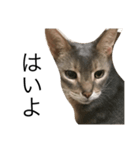 猫のよしおさん（個別スタンプ：5）