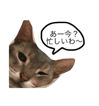 猫のよしおさん（個別スタンプ：7）